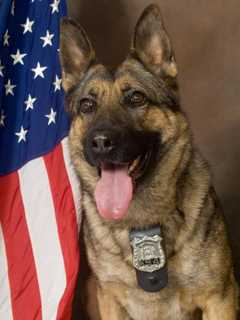 Beloved Town Of Poughkeepsie K-9 Officer Reagan Dies