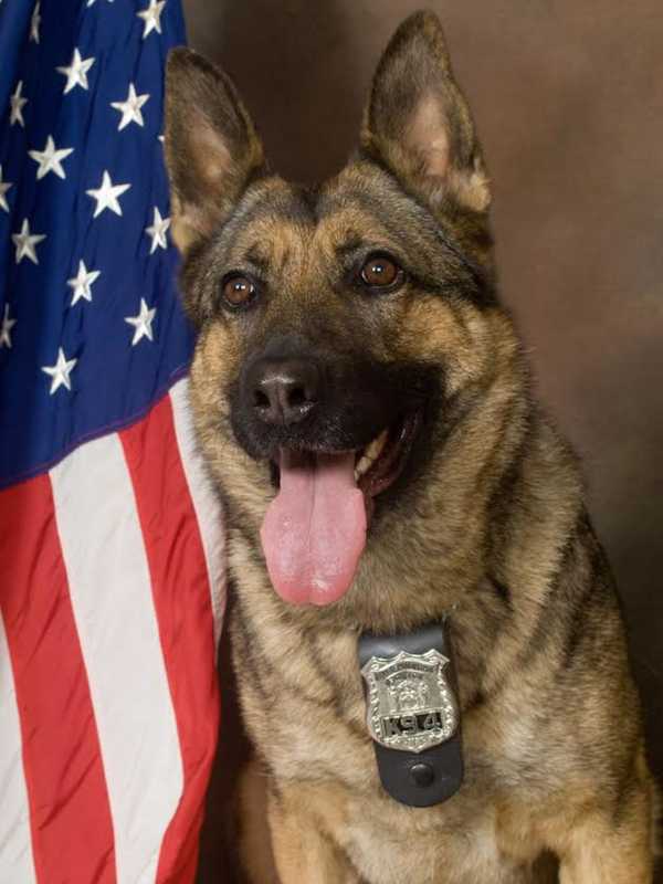 Beloved Town Of Poughkeepsie K-9 Officer Reagan Dies