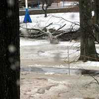 <p>A downed tree at Edgemont High School&#x27;s campus on Friday.</p>