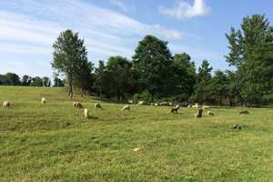 78.5-Acre Sheep Farm Preserved In North East