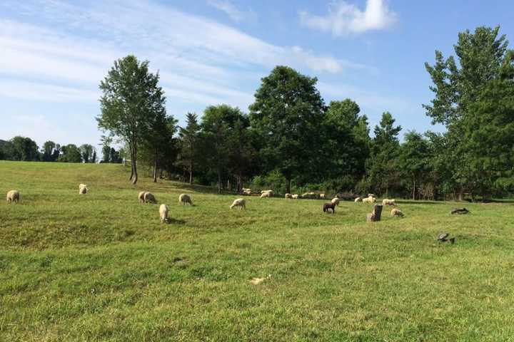 78.5-Acre Sheep Farm Preserved In North East