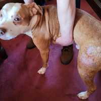 Long Island Man Charged With Failing To Care For 12-Year-Old Dog
