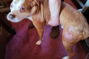 Long Island Man Charged With Failing To Care For 12-Year-Old Dog