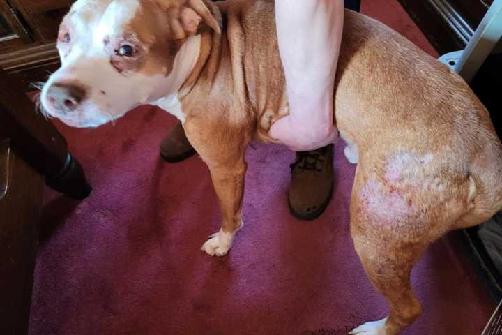 Long Island Man Charged With Failing To Care For 12-Year-Old Dog