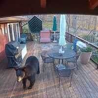 Photos: Groups Of Black Bears Roams Through Backyards, Back Porch In Area