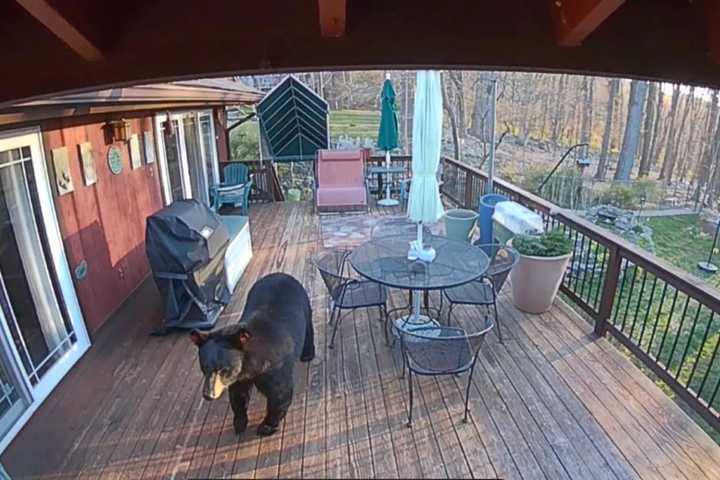 Photos:  Groups Of Black Bears Roams Through Backyards In Pomona