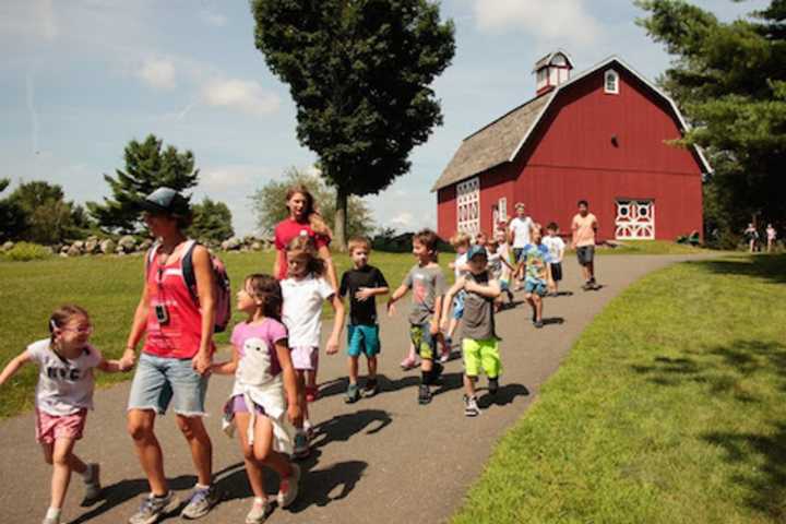Wilton's Ambler Farm Adds Baby Geese To Its Summer Camp Lineup