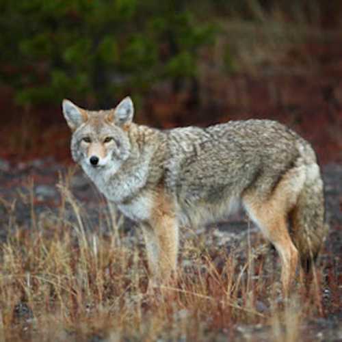 Coyote Sightings Prompt Police Warning In Port Chester | Port Chester ...