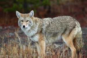 Coyote Sightings Prompt Police Warning In Port Chester