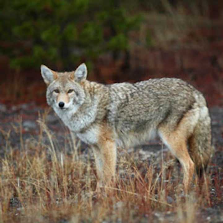 Haworth Police are warning of increased coyote sightings.