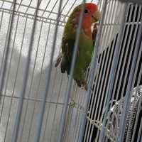 Parrots Left Abandoned On Long Island By Man In SUV Found 'Screaming In Distress'