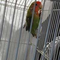 <p>Parrots were left abandoned in an SUV in distress in Suffolk County.</p>