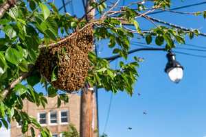 Bees Swarm Pleasantville Tree