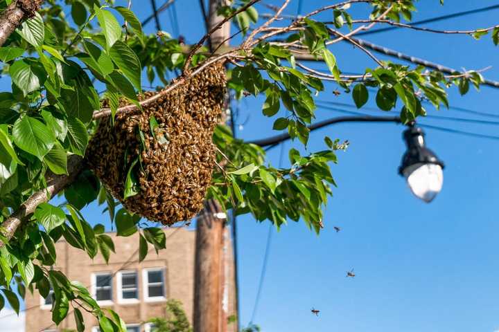 Bees Swarm Pleasantville Tree