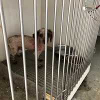 Judge Upholds Order Banning Nassau County Pet Stores From Buying, Adopting New Puppies