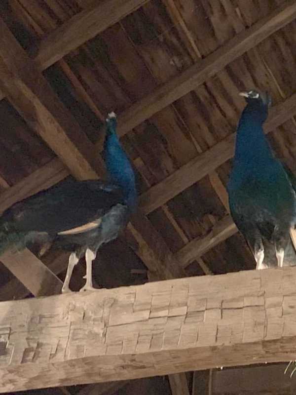 Something To Crow About: Owner Reunited With Bedford Peacock