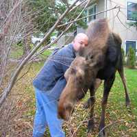 <p>Putnam County resident Brian Sweig said the moose on the loose spent several hours at his home in Patterson in the summer of 2016.</p>