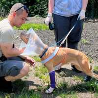 Huntington Woman Charged For Allegedly Abusing 1-Year-Old Dog, SPCA Says