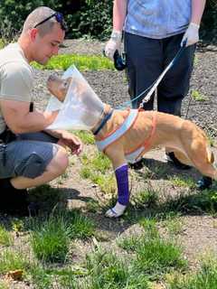 Huntington Woman Charged For Allegedly Abusing 1-Year-Old Dog, SPCA Says