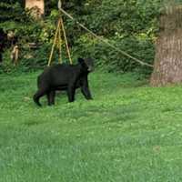 Multiple Bear Sightings Reported In Fairfield County