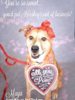 Dutchess SPCA Uses Artistic Photos, Social Media To Find Pets Furever Homes