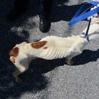 Long Island Man Charged With Animal Cruelty For Abusing Dog, SPCA Says