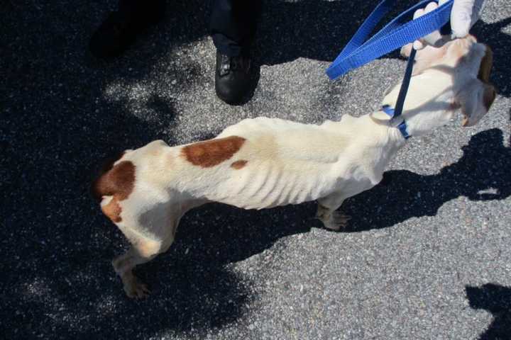 Long Island Man Charged With Animal Cruelty For Abusing Dog, SPCA Says