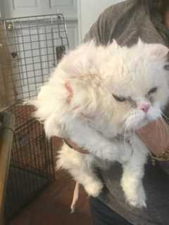 SPCA Interviews Woman Who Abandoned Cat In Bedford