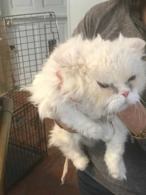 SPCA Interviews Woman Who Abandoned Cat In Bedford