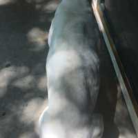 <p>Suffolk County SPCA Detectives have charged a Mastic man with Animal Cruelty after an investigation of complaints that his dog was outside without water or shelter and that it appeared to be ill.</p>