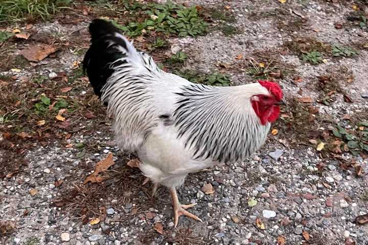 Reward Offered By SPCA After Rooster Found Abandoned On Long Island