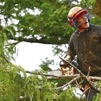 Expect Delays: New Round Of Tree Removal Scheduled For Merritt Parkway