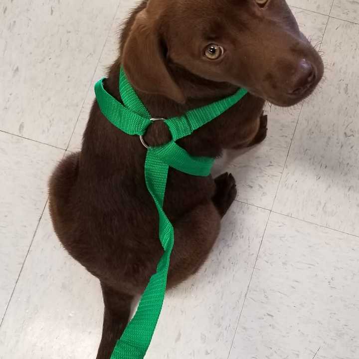 Savannah was adopted by seniors in Stamford.