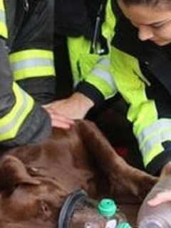 New Milford, Northvale Ambulance Corps Get Vital Pet-Oxygen Masks