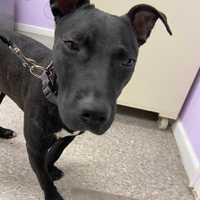 Long Island Woman Accused Of Abandoning Dog