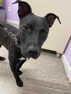 Long Island Woman Accused Of Abandoning Dog