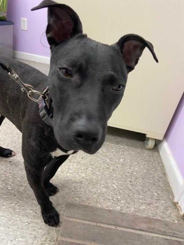 Long Island Woman Accused Of Abandoning Dog