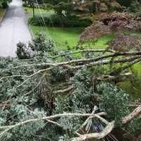 CT Communities Working With Eversource To Reduce Future ﻿Tree-Related Storm Damage
