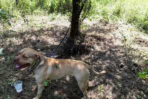 Young Dog Euthanized Two Weeks After Being Found Tied To Tree Found Off I-84