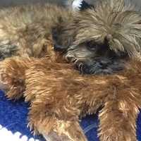 Long Island Pet Stores Banned From Purchasing, Adopting New Puppies, NY AG Says