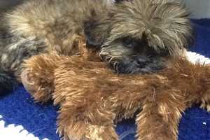 Nassau Pet Stores Banned From Purchasing, Adopting New Puppies, NY AG Say