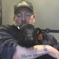 Barney The Bull: SPCA On Long Island Arrange 'Forever Home' For Escaped Bovine