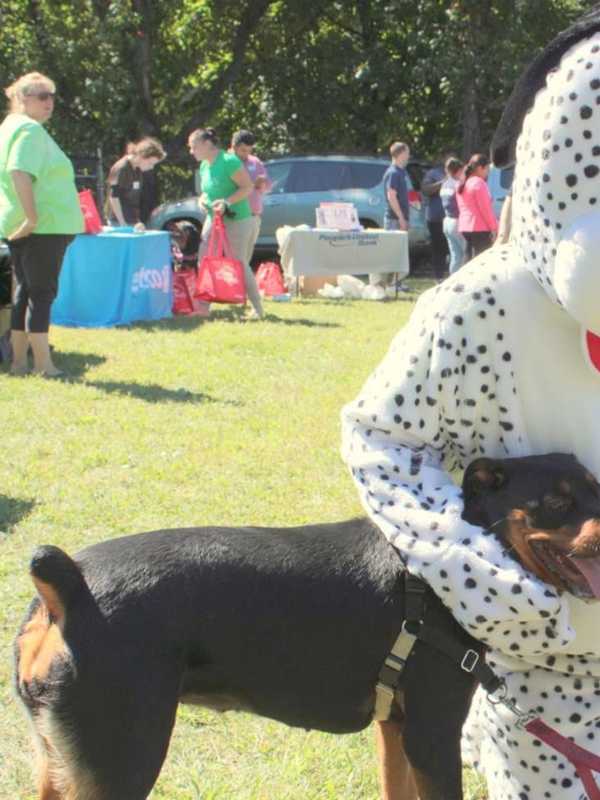Port Chester Dog Park Celebrates One Year Anniversary