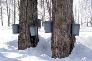Ward Pound Ridge Reservation Teaches American Indian Sugaring