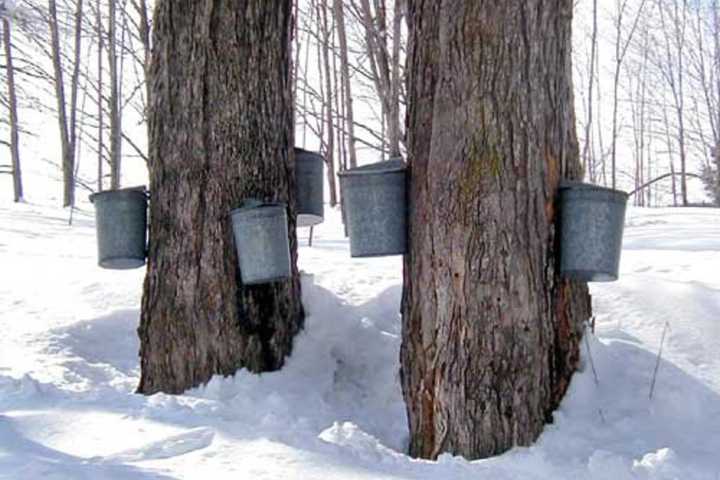 Ward Pound Ridge Reservation Teaches American Indian Sugaring