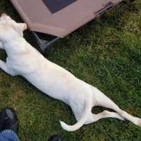 Long Island Man Accused Of Physically Abusing Puppy