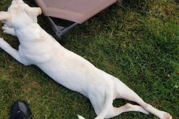 Long Island Man Accused Of Physically Abusing Puppy