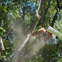 Eversource Investing $72 Million In Tree Trimming Across Connecticut