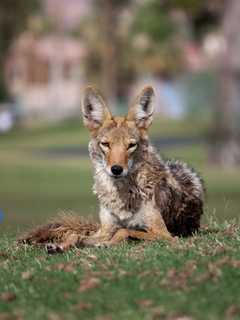 Coyotes On The Prowl In Ossining, Police Say