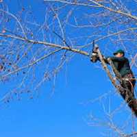 Trees In Leonia To Be Pruned Along Electrical Power Lines